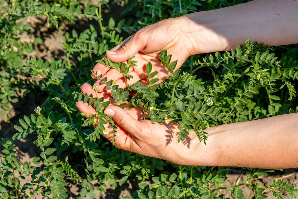 Moringa