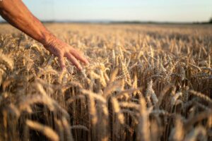 Zrównoważona żywność w Polsce - nowe podejście do rolnictwa?